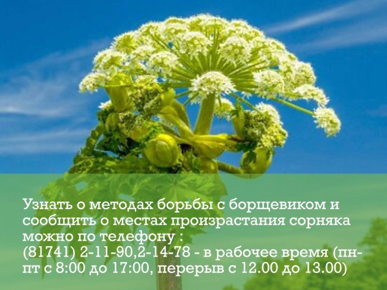 В Чагодощенском округе по поручению врио Губернатора области Георгия Филимонова создана "горячая линия" по вопросам распространения борщевика Сосновского. В Чагодощенском округе по поручению врио Губернатора области Георгия Филимонова создана "горячая линия" по вопросам распространения борщевика Сосновского.